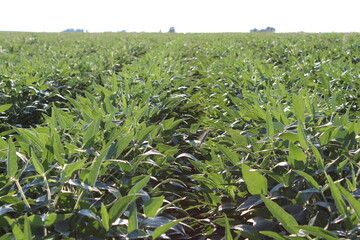 Soybean Field 