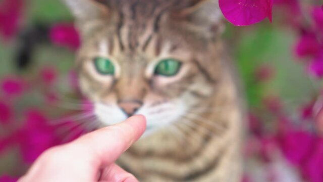 Bengal cat biting a woman's hand, close-up 