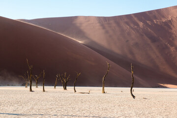 wind blowing sand at dead trees of dead vlei in beautiful light setting in front of  sossusveil famous red dunes