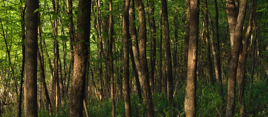 Obraz na płótnie Canvas Midwest Trees