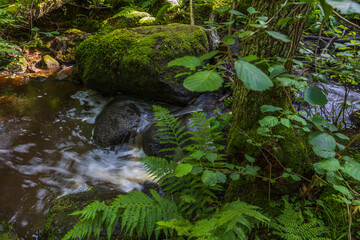 Beautiful summer nature landscape view. Small stream on rocks between green plants. Sweden.