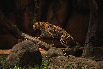 panthera pardus escalando un tronco en el zoológico