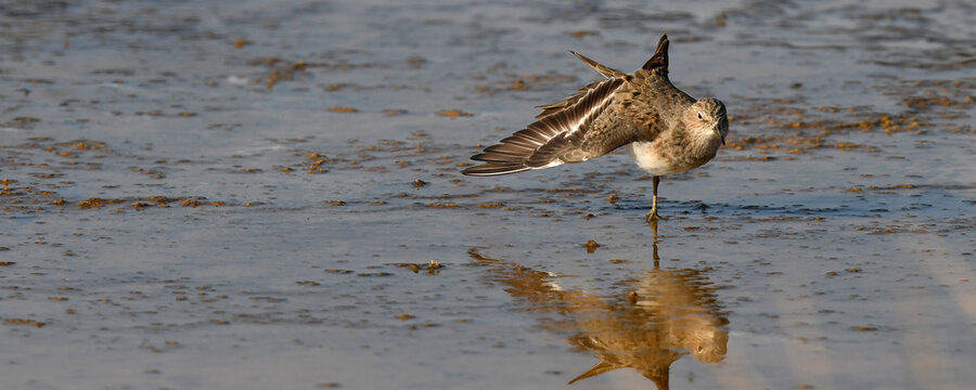 Red Knot // Knutt (Calidris canutus) 
