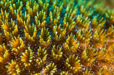 Yellow coral close up in the Maldives