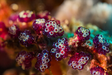 Red sponge coral in the Maldives