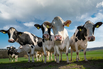 Naklejka na ściany i meble Weidehaltung - neugierige Kühe stehen auf einer Weide in einer kuriosen Formation.