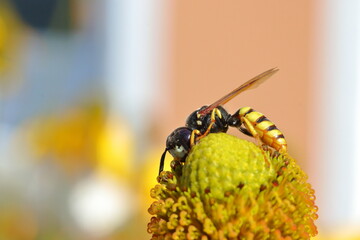 Wasp on dandelion