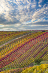 Fototapeta na wymiar Autumn vineyard near Cejkovice, Southern Moravia, Czech Republic
