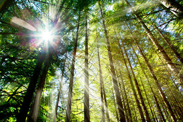 Obraz premium Old Forest and tall pine tree with sunlight