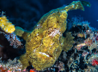 Yellow frogfish close up the Maldives