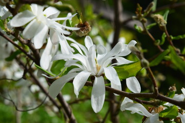 Beautiful white magnolia stellata. Bloomy magnolia flowers branch close up. 