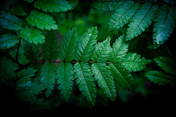 Close-up view on the foliage of a branch extending several wet, fresh green leaves shown on a dark background