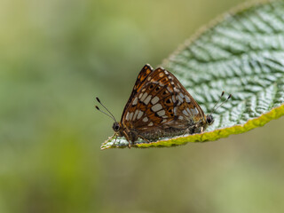 Duke of Burgundy Mating