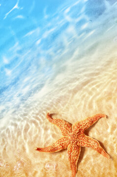 Starfish on the summer beach in sea water. Summer background.