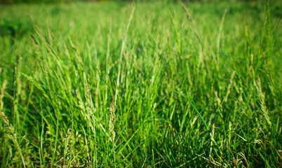 Fototapeta premium Green grass. Beautiful lawn. Natural background for design. Natural background for design.