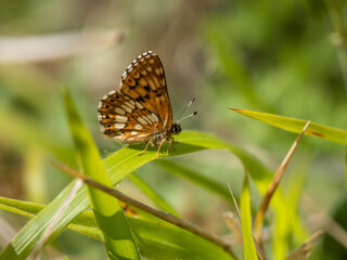 Duke of Burgundy Butterfly Resting