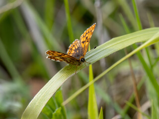 Duke of Burgundy Butterfly Resting