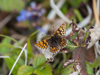 Duke of Burgundy Butterfly Resting