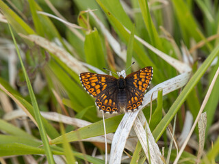 Duke of Burgundy Butterfly Resting