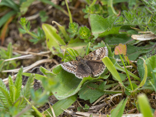 Dingy Skipper Resting on the Ground