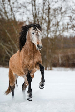 Imposanter PRE Wallach im Schnee im Winterwonderland auf einer Winterweide im Freilauf spielt und steigt und galoppiert frei und wild Pferd mit Mähne und Ausdruck