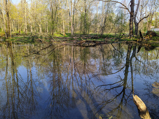 reflection of trees in the river at daytime in spring