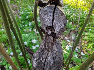 tree gnawed by beavers in the forest in the daytime in spring