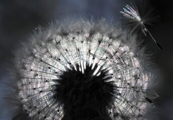 dandelion seed head in sunshine 