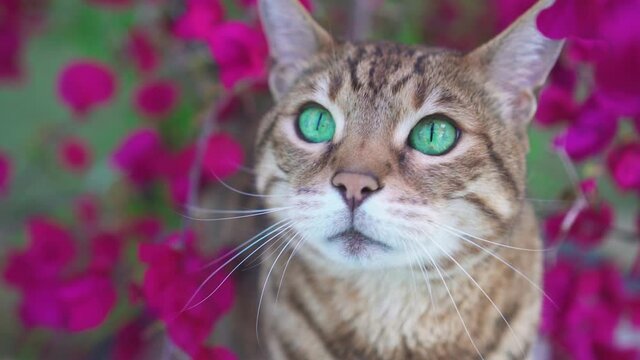 Close-up portrait of Bengal cat sitting outside in the garden