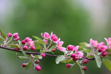 Beautiful pink apple tree flowers and buds with selective focus on a natural green background for the banner