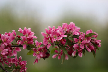 Apple tree branch with pink flowers on a natural light green background, selective focus