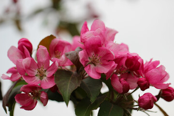 Fototapeta na wymiar Beautiful pink apple tree flowers on natural white background 