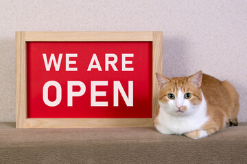 Red sign we are open, next to it lies a cat and looks at the camera.