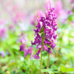 Obraz premium One purple flower in an open area close-up. Blooming plant in the garden in summer with sunbeams.