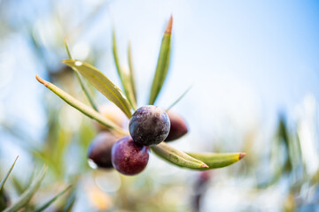 olives in the olive tree on a sunny day