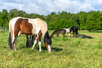 Naklejka na ściany i meble Irish cob horses in a pasture.