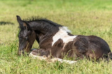 Foal in a pasture in spring.