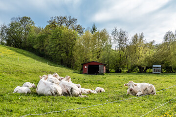 Kühe und Kälber liegen auf der Weide