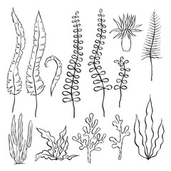 Vector set of seaweeds. Outline sea elements are isolated on white. Beautiful underwater flora and fauna. Aquarium, ocean, and undersea algae water life in hand-drawn or cartoon style.