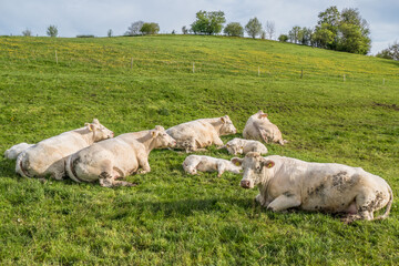Kühe und Kälber liegen auf der Weide