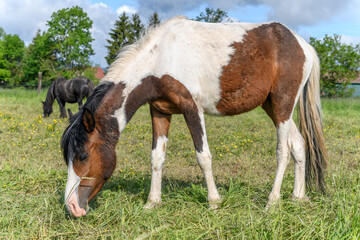 Fototapeta na wymiar Irish cob horses in a pasture.