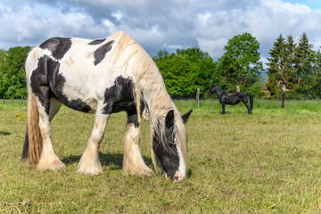 Portrait of an irish cob horse with the mane braided in pigtails.