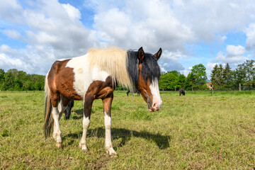 Naklejka na ściany i meble Pony in a pasture in spring. Horses