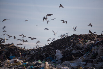 A large flock of seagulls flies over huge piles of garbage at a landfill site