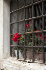 Fiore rosso incastrato sulla rete