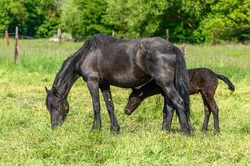 Foal with its mother in a pasture.