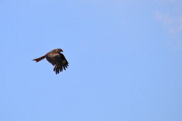 Flight