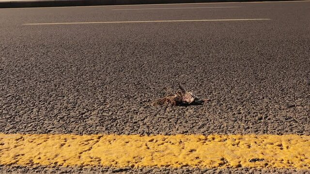 Dead bird.
House sparrow died on the asphalt on the highway due to colliding with a car.
Carcass of sparrow in the city.
animal was killed, animals.
Veterinary medicine.
exotic veterinarian, wildlife