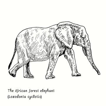 The African forest elephant (Loxodonta cyclotis) side view. Ink black and white doodle drawing in woodcut style.