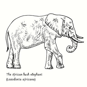 The African bush elephant (Loxodonta africana) side view. Ink black and white doodle drawing in woodcut style.